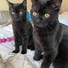 Beautiful black cats