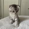 Scottish Fold Kittens