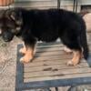 AKC registered German Shepherd