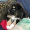 Pure bred Australian shepherd puppies only 4 left