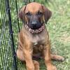 Rhodesian Ridgeback Puppies Available