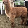 Furry and lovable Alpacas for you to choose