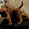 SOUTH AFRICAN MASTIFF