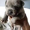 American bully merle male
