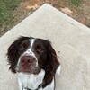 2 year old AKC springer spaniel 