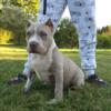 American bully male looking for a couch