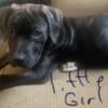 Bandog Puppies For Sale