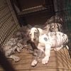 Great dane pups