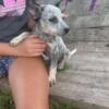 Blue Heelers Puppies Available