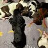 AKC Standard Poodle Puppies 1 week old