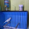 Russian Canaries  bonded pair.