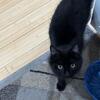 Maine coon mix