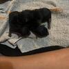 Yorkies 