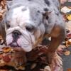 Female Merle Bulldog to be rehomed