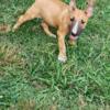 English Bullterrier puppy