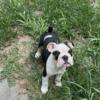 Four months, English bulldog female