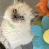 Only 3 Ragdoll kittens left, ready for new homes