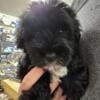 Miniature Schnoodles black Male Ready To Go Home -- $400