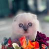 Scottish Fold and Scottish Straight kittens