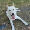 HUSKY SHEPHERD Looking for New Home