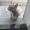 NEWSHADE FEMALE FRENCHIE WITH AMAZING STRUCTURE AND COLOR (AKC)