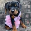 Rottweiler dogs puppies  available