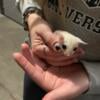 Super Sweet White Male Sugar Gliders