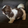 7 weeks Male shihtzu