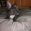 Sherlock - Blue Frenchton Boy