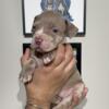 American Bully & Pitbull puppies New York