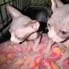 Sphynx kittens