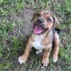 Tri color pitbull puppy 