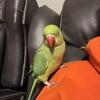 Missing Green Indian Ring Neck Parrot