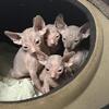 Sphynx Kittens