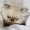 Blue/lilac point Himalayan Persian