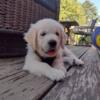 Super Cute Akc Golden Retriever Puppies Available