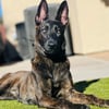 Working line Dutch shepherd