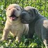 Chinese Sharpei Puppies