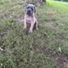 Iccf reg Cane Corso puppies