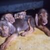 Bloodhound puppies liitter of 4 in Orlando South ready to go