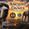 Great dane stud