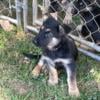 AKC German Shepard Pups