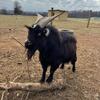 Nigerian Dwarf Billies