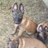 Belgian Malinois puppies (AKC) $1,000