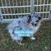 Blue eyed merle puppy