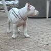 Beautiful American Bully Pocket Lilac Piedball Merle puppy