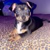 Chihuahua pug mix