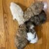 Shih Tzu/POODLE puppies