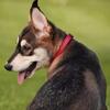 Female Shepherd Husky Mix Puppies 3 months old "April"