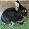 Netherland Dwarf Closeout! 